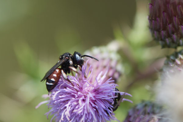 Epeoloides coecutiens - WES Drevenacker Dünen - 51°39`02.42"  6°40`43.35" - (18.07.2020)