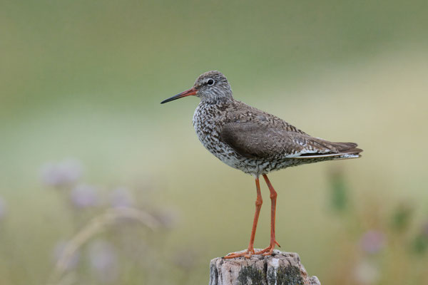 Rotschenkel