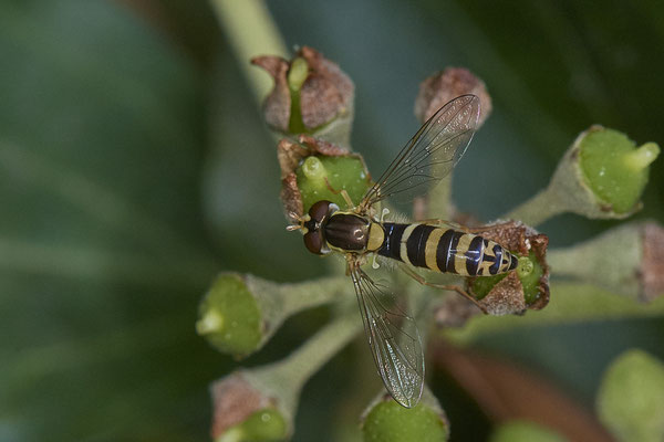 Nr. 5-2/15 - Gemeine Stiftschwebfliege (Sphaerophoria scripta) - Oberhausen-Schmachtendorf Hiesfelderstraße (24.09.2018)