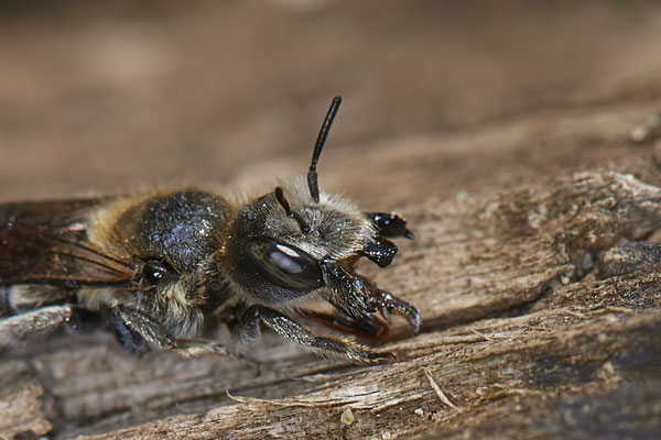 Nr.0731 - Osmia (Hoplitis) adunca / Natternkopf-Mauerbiene - f - WES Rheinbrücke - 51°38`40.99" 6°36`30.54" - (17.06.2019)