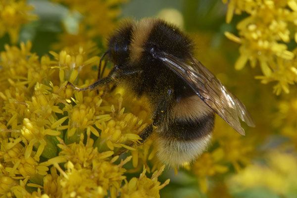 Nr. 5-3/08- Dunkle Erdhummel-Bombus terrestris - Oberhausen Weiherstraße Waldteichgelände (24.09.2018)