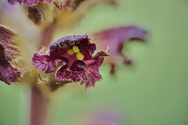 Blutrote Sommerwurz