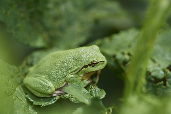 Laubfrosch - (21.06.2022)