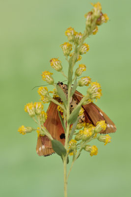 Russischer Bär / Spanische Flagge im Garten