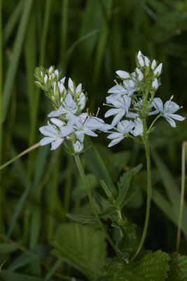 Ehrenpreis in weiß - Eifel - (01.06.2019)