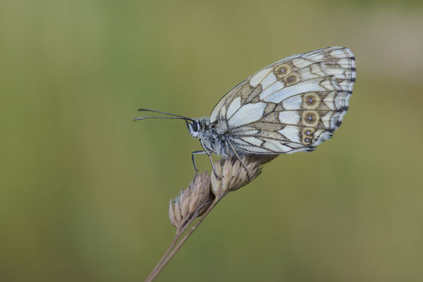 Schachbrett - (Urlaub im Allgäu / Bayern vom  30.06. bis 09.07.2023)