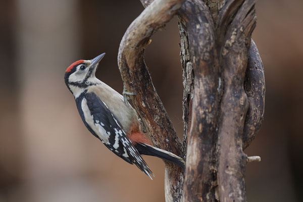 Buntspecht - (09.06.2020)