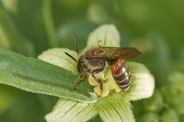 Nr.0718 - Andrena florea / Zaunrüben-Sandbiene - w - OB Neue Mitte 2 - 51°29`18.27" 6°53`39.83" - (16.06.2019)