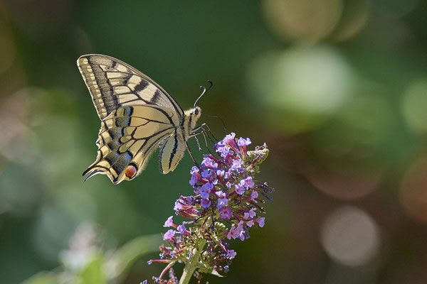 Schwalbenschwanz im Landschaftspark DU