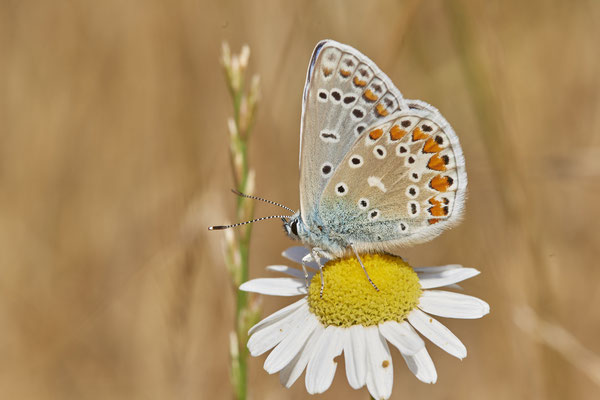 Bläuling - GE-Buer Zeche Hugo - (04.07.2019)