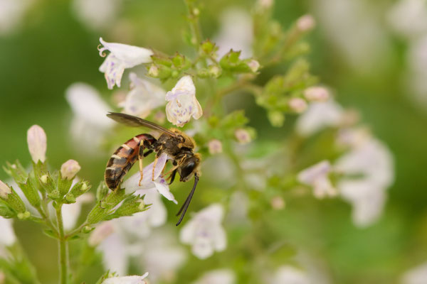 Lasioglossum calceatum