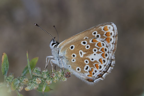 Nr.1167 - Aricia agestis / Kleiner Sonnenröschen-Bläuling - WES Lippedünen Aaper Vennekes - 51°39`12.73"  6°40`40.66" - (12.08.2019)
