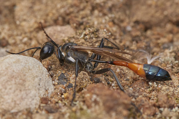 Nr.18/07 - Ammophila sabulosa - LMB - (19.10.2018)