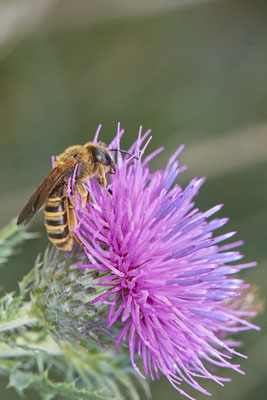 Nr.1324 - Halictus scabiosae / Gelbbindige-Furchenbiene - DIN Emschermündung - 51°33`43.02" 6°41`27.86" - (18.09.2019)
