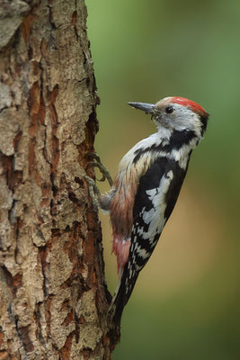 Mittelspecht - Nettetal Rohrdommelprojekt de Wittsee - (23.05.2019)