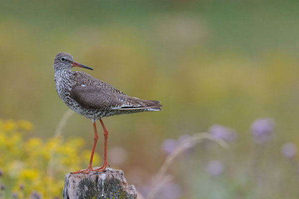Rotschenkel
