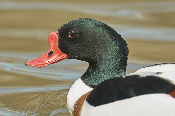 Brandgans ( Naturpark Albufera )