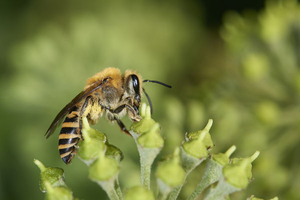 Nr.1320 - Colletes hederae / Efeu-Seidenbiene - OB-Weiherstr. 116 - 51°31`20.69" 6°49`51.24" - (15.09.2019)
