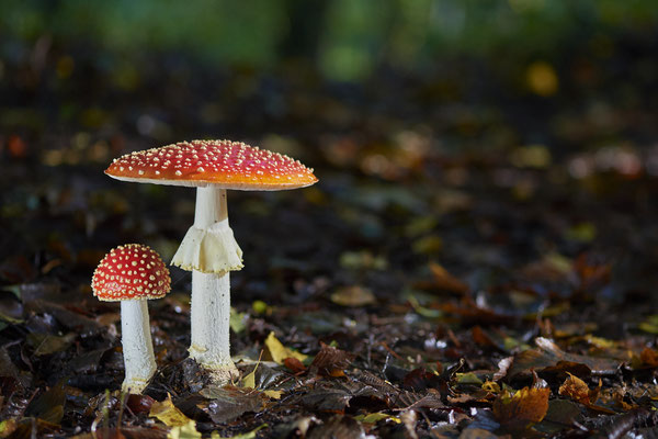 Fliegenpilze am Rotbach Kirchhellener Heide - (30.09.2019)
