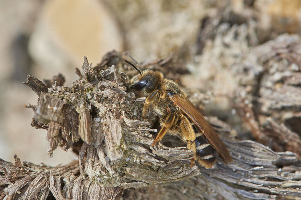 Nr.0375 - Halictus quadricinctus / Vierbindige Furchenbiene, rote Liste 3 Gefährdet - OB LMB - 51°29`11.55" 6°53`53.48" - (02.05.2019)