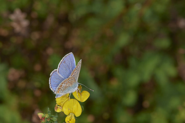 Polyommatus icarus / Hauhechel-Bläuling - Bottrop Halde Schöttelheide - (01.08.2020)
