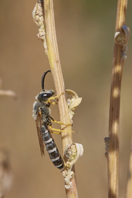 Nr.12/14 - Halictus scabiosae (Gelbbindige-Furchenbiene) - OB Läppkes Mühlenbach (10.10.2018)