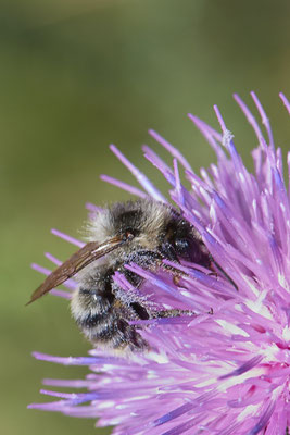 Nr.1234 - Bombus sylvarum / Waldhummel - DU-Walsum Rheindeich - 51°31`49.13"  6°42`05.60" - (30.08.2019)
