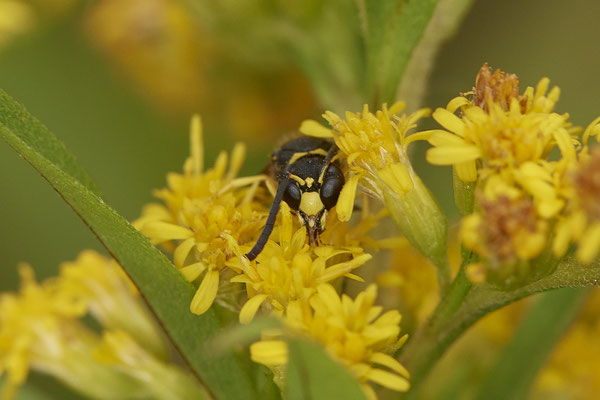 Faltenwespe sp. - OB LMB - 51°29`11.55" 6°53`53.48" - (26.08.2020)