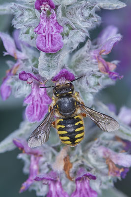 Nr.0778 - Anthidium manicatum / Garten Wollbiene - OB im Garten - 51°31`49.60" 6°50`56.50" - (21.06.2019)