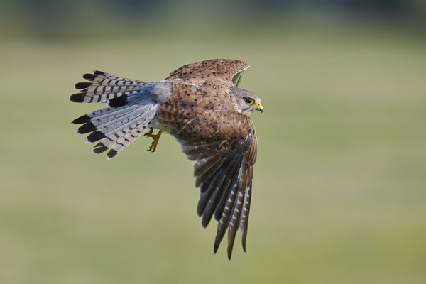 Turmfalke - Serie Flugfotos