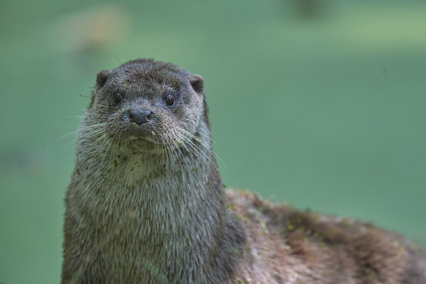 Fischotter - 2ter Tag im Biotopwildpark Anholter Schweiz - (22.09.2020)