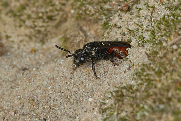 Nr.17/09 - Sphecodes sp (Blutbiene) - OB/E-LMB - (17.10.2018)