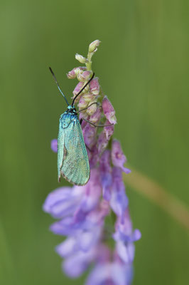 Ampfer-Grünwidderchen - Vom 13.6. bis 20.6.2021 Urlaub im Allgäu