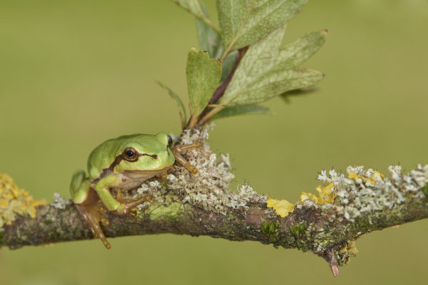 Laubfrosch - (07.08.2021)