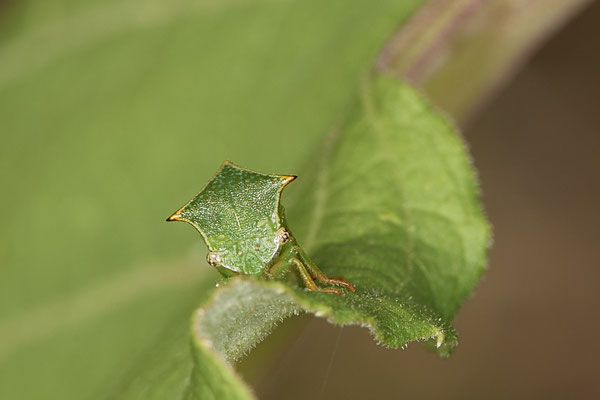 Stictocephala bisonia-Büffelzikade - Dinslaken Emschermündung - 51°33`52.87" 6°41`48.98" - (18.08.2020)