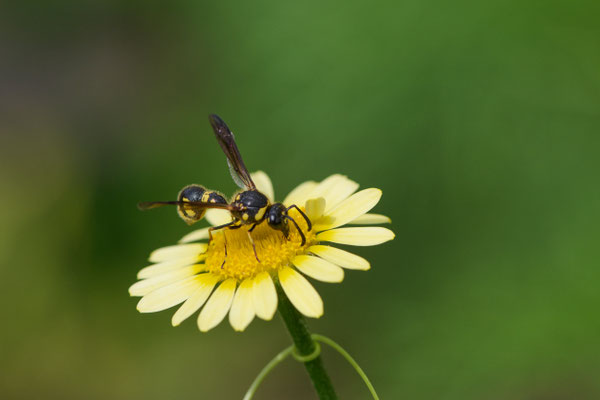 Töpferwespe