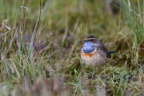 Blaukehlchen
