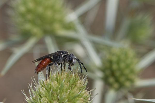 Sphecodes albilabris - Dinslaken Emschermündung - 51°33`56.26" 6°41`27.74" - (08.08.2020)