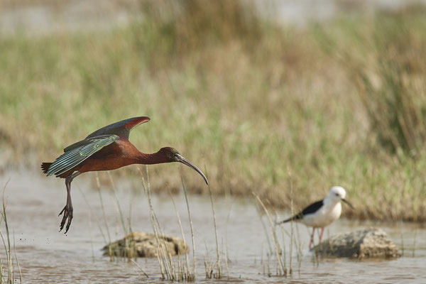 Brauner-Sichler ( Naturpark Albufera )