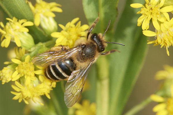 Nr.17/02 - Andrena flavipes f - OB/E-LMB - (16.10.2018)
