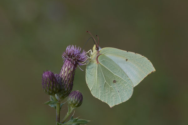 Zitronenfalter - WES Drevenacker Dünen - (18.07.2020)