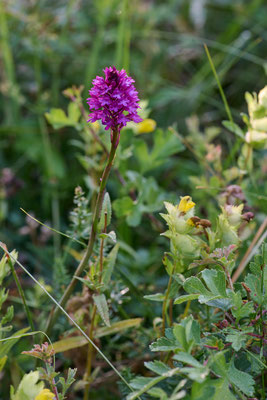 Pyramiden-Hundswurz - (Urlaub im Allgäu / Bayern vom  08.06. bis 19.06.2025)