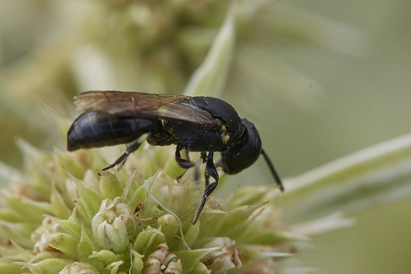 Hylaeus sp. - Dinslaken Emschermündung - 51°33`52.87" 6°41`48.98" - (13.08.2020)