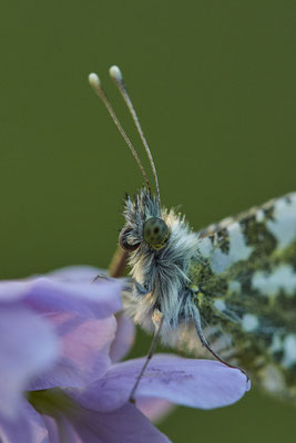 Aurorafalter - Detail - (05.05.2021)