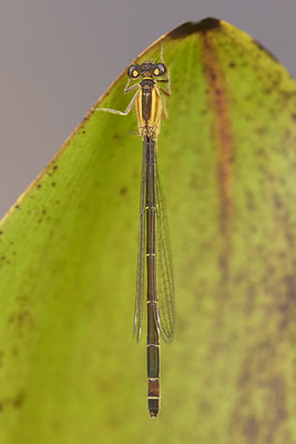 Große Pechlibelle