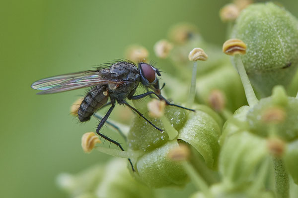 Nr. 03/22 - Fliege ? - Dinslaken-Hiesfeld Kirchstraße gegenüber vom Mühlenmuseum ( 20.09.2018 )