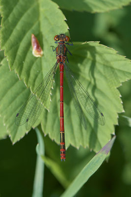 Frühe Adonislibelle