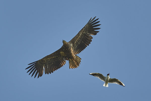 Seeadler - (28. bis 30.4.2022)