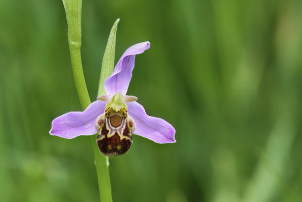 Bienen-Ragwurz - Orchideen-Urlaub im Allgäu vom 26.05. bis 09.06.2024