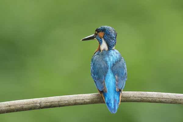 Eisvogel - fertig - (22.05.2020)